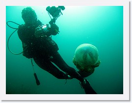 IMG_7308-crop * White-spotted Jellyfish (Phyllorhiza punctata) * 3264 x 2448 * (1006KB)