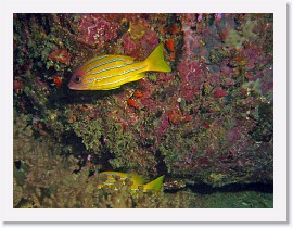 IMG_7316-crop * Common bluestripe snapper (Lutjanus kasmira) * 2334 x 1751 * (1.06MB)