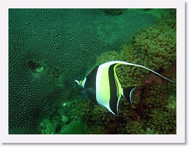 IMG_7325-crop * Moorish Idol (Zanclus cornutus) * 2256 x 1692 * (693KB)