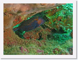 IMG_7342-crop * Whitespotted boxfish (Ostracion meleagris) (male) * 2376 x 1782 * (849KB)