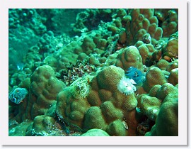 IMG_7398-crop * Christmas Tree Worm (Spirobranchus giganteus) * 2702 x 2027 * (1.14MB)