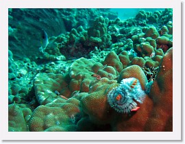 IMG_7399-crop * Christmas Tree Worm (Spirobranchus giganteus) * 2268 x 1701 * (797KB)