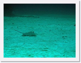 IMG_7408-crop * Blue-Spotted Stingray (Dasyatis kuhlii) * 2301 x 1726 * (1.2MB)