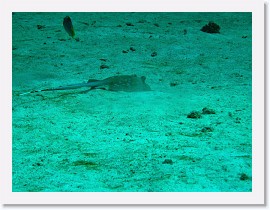 IMG_7409-crop * Blue-Spotted Stingray (Dasyatis kuhlii) * 2604 x 1953 * (1.4MB)