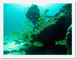 IMG_7411-crop * Common bluestripe snapper (Lutjanus kasmira), Marcia * 3264 x 2448 * (1.34MB)