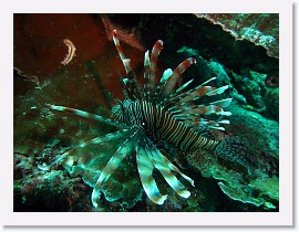 IMG_7413-crop * Common Lionfish (Pterois volitans) * 3164 x 2373 * (1.53MB)