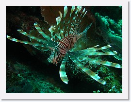 IMG_7414 * Common Lionfish (Pterois volitans) * 3264 x 2448 * (1.98MB)