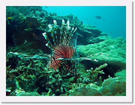 IMG_7420-crop * Common Lionfish (Pterois volitans) * 3264 x 2448 * (1.69MB)