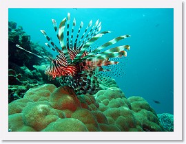 IMG_7422-crop * Common Lionfish (Pterois volitans) * 3045 x 2284 * (1.32MB)