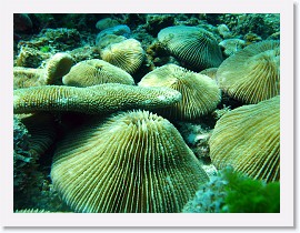 IMG_7429-crop * Mushroom Coral (Fungia fungitis) * 3056 x 2292 * (1.65MB)