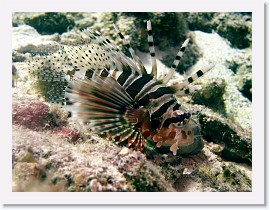 IMG_7436-crop * Common Lionfish (Pterois volitans), juvenile * 3264 x 2448 * (1.64MB)