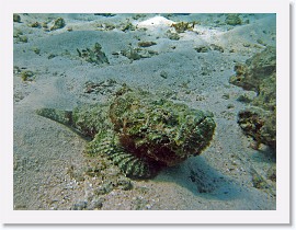 IMG_7449-crop * Reef Stonefish (Synanceia verrucosa) * 2668 x 2001 * (1.53MB)