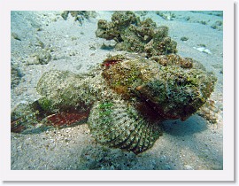 IMG_7451-crop * Reef Stonefish (Synanceia verrucosa) * 3264 x 2448 * (2.36MB)