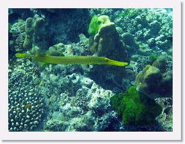 IMG_7469-crop * Chinese trumpetfish (Aulostomus chinensis)
 * 2868 x 2151 * (1.35MB)