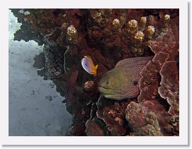 IMG_7491-crop * Giant Moray (Gymnothorax javanicus) * 2532 x 1899 * (1.09MB)