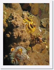 IMG_7497-crop * Christmas Tree Worm (Spirobranchus giganteus) * 1688 x 2250 * (830KB)