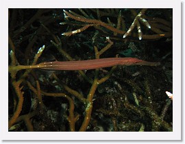 IMG_7501-crop * Trumpetfish (Aulostomus chinensis) * 2708 x 2031 * (917KB)