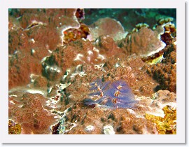 IMG_7509-crop * Christmas Tree Worm (Spirobranchus giganteus) * 2124 x 1593 * (716KB)