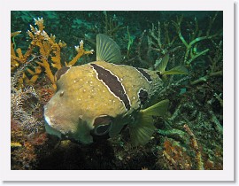 IMG_7524-crop * Black-Blotched Porcupinefish (Diodon liturosus) * 2676 x 2007 * (1.18MB)