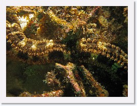 IMG_7526-crop * Sea Cucumber (Synaptidae maculata) * 3208 x 2406 * (1.8MB)