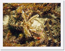 IMG_7532-crop * Sea Cucumber (Synaptidae maculata) * 2712 x 2034 * (1.49MB)