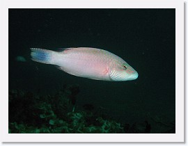 IMG_7544-crop * Linecheeked wrasse (Oxychelinus digrammus) * 1584 x 1188 * (264KB)