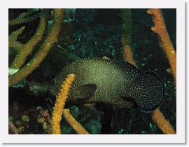 IMG_7547-crop * Peacock Grouper (Cephalopholis argus) * 1014 x 761 * (263KB)