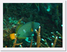 IMG_7549-crop * Orangestriped Triggerfish (Balistapus undulatus) * 1533 x 1150 * (387KB)