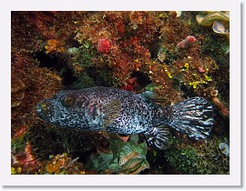 IMG_7552-crop * Blackspotted Puffer (Arothron nigropunctatus) (variation) * 2888 x 2166 * (1.62MB)