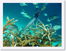 IMG_7559-crop * Trumpetfish (Aulostomus chinensis) * 2628 x 1971 * (1.18MB)