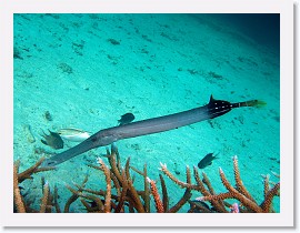 IMG_7561-crop * Trumpetfish (Aulostomus chinensis) * 2768 x 2076 * (1.37MB)