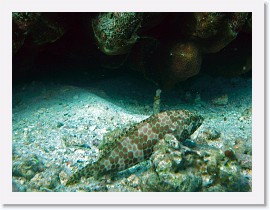 IMG_7569-crop * Hexagon grouper (Epinephelus hexagonatus) * 2516 x 1887 * (940KB)