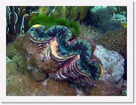 IMG_7599-crop * Squamose Giant Clam (Tridacna squamosa) * 1774 x 1331 * (636KB)