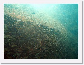 IMG_7700-crop * Largespined Glassfish (Ambassis macracanthus) * 3222 x 2417 * (1.47MB)