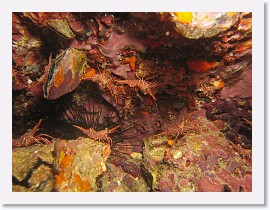 IMG_8209-crop * Durban Dancing Shrimp (Rhynchocinetes durbanensis) * 2982 x 2237 * (1.56MB)