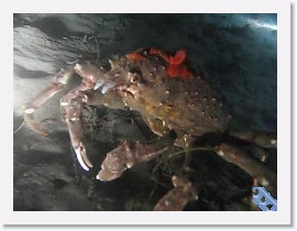 MVI_1175 * VIDEO: Sheep crab eats sea pen * 160 x 120 * (8.7MB)