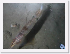 MVI_1198 * VIDEO: Squid with Egg * 160 x 120 * (5.89MB)