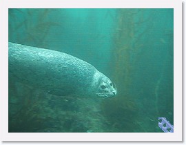 MVI_3028 * VIDEO: Harbor Seal fly-by * 1 x 1 * (2.26MB)