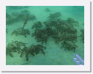 MVI_3513 * VIDEO: Moss Crab gathering at Pt. Dume * 160 x 120 * (8.63MB)