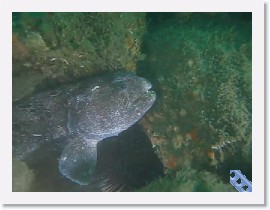 MVI_3753 * VIDEO: Wolf Eel (Anarrhichthys ocellatus) * 1 x 1 * (5.46MB)