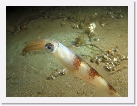 IMG_6129-crop * California Market squid (Loligo opalescens) * 2649 x 1987 * (702KB)