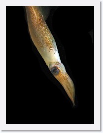 IMG_6131-crop * California Market squid (Loligo opalescens) * 1820 x 2427 * (201KB)