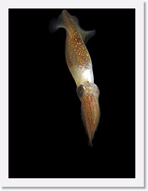 IMG_6132-crop * California Market squid (Loligo opalescens) * 1834 x 2445 * (157KB)