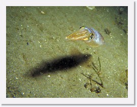 IMG_6135-crop * California Market squid (Loligo opalescens) * 2028 x 1521 * (635KB)