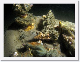 IMG_6141-crop * Kellet's Whelks (Kelletia kelletii), mating and dining on a dead thornback ray * 3171 x 2378 * (1.13MB)