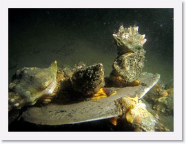 IMG_6142-crop * Kellet's Whelks (Kelletia kelletii), mating and dining on a dead thornback ray * 3264 x 2448 * (1.14MB)