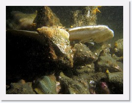 IMG_6143-crop * Kellet's Whelks (Kelletia kelletii), mating and dining on a dead thornback ray * 3060 x 2295 * (955KB)