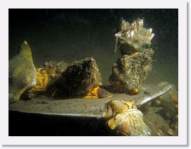 IMG_6145-crop * Kellet's Whelks (Kelletia kelletii), mating and dining on a dead thornback ray * 3140 x 2355 * (998KB)