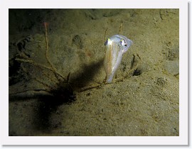 IMG_6150-crop * California Market squid (Loligo opalescens) * 2489 x 1867 * (794KB)