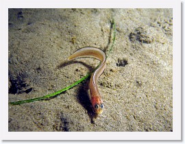 IMG_6155-crop * Spotted Cusk Eel (Chilara taylori) * 2436 x 1827 * (966KB)